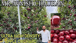 Mr Avnish Chauhan Ultra High Density Apple Orchard 