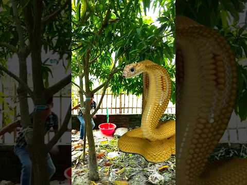 anaconda snake in real life P104 #shorts #python#nagin #bigsnake #snakes #anaconda #shortsfeed