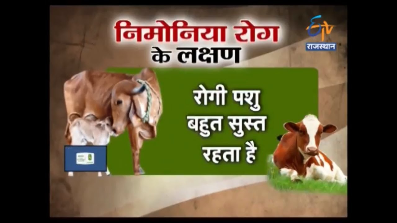 अन्नदाता | दूधारू पशुओं को निमोनिया रोग से बचाव के उपाय | Pneumonia Infection In Cows | Annadata