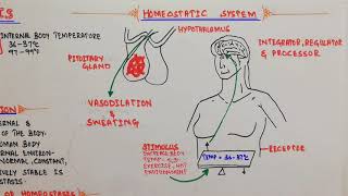 HOMEOSTASIS || Royal Mentor ||