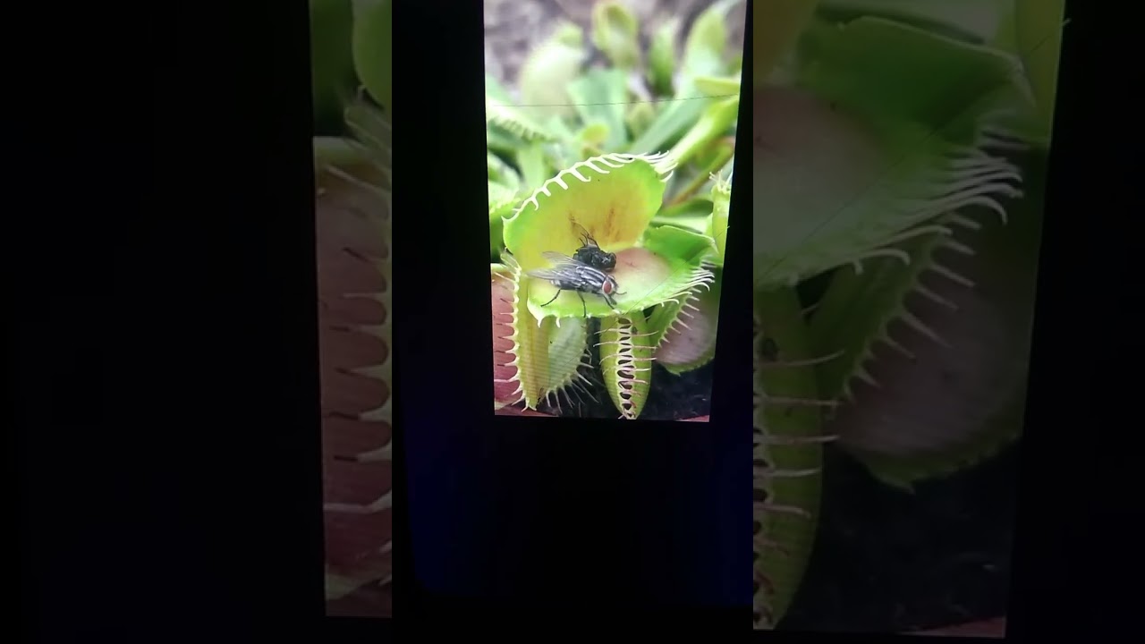 Venus fly trap eating, flytrap bug eating plant 