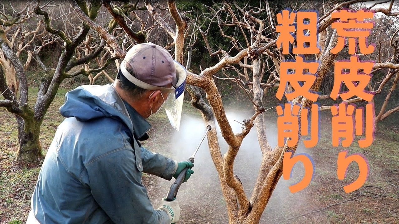 【農業者向け】次郎柿の荒皮削り、粗皮削りについて解説