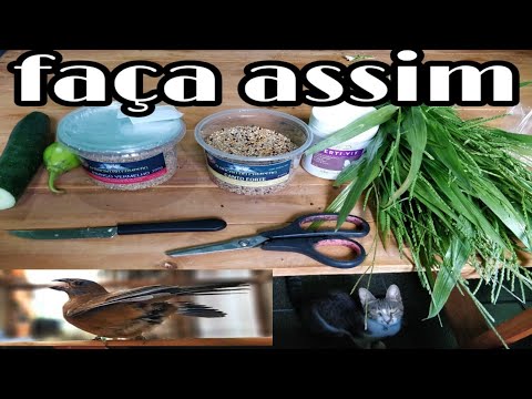 Canto De Coleiro Tui Tui Grego Meu Coleiro E Grego Como Encartar O Canto Tui Tui Youtube