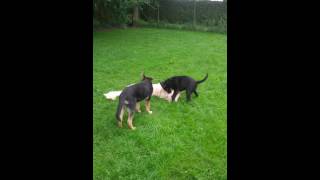 Hunde spielen im Freilauf