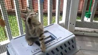 Video of adoptable pet named The Ragdoll Kittens