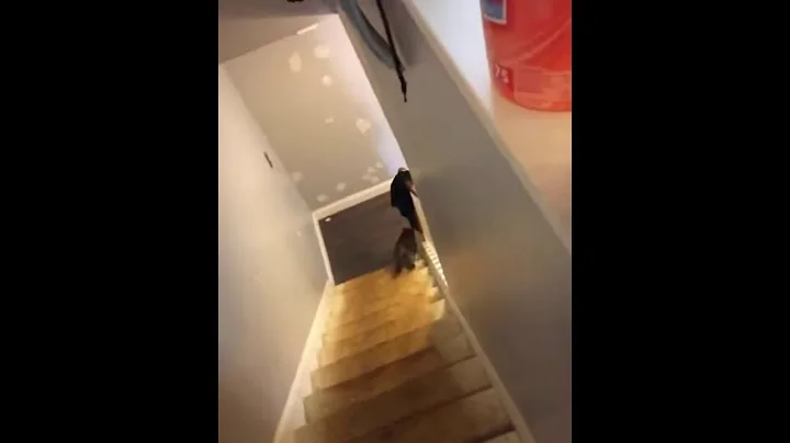 Cat tries to climb wall and ends up falling down stairs.