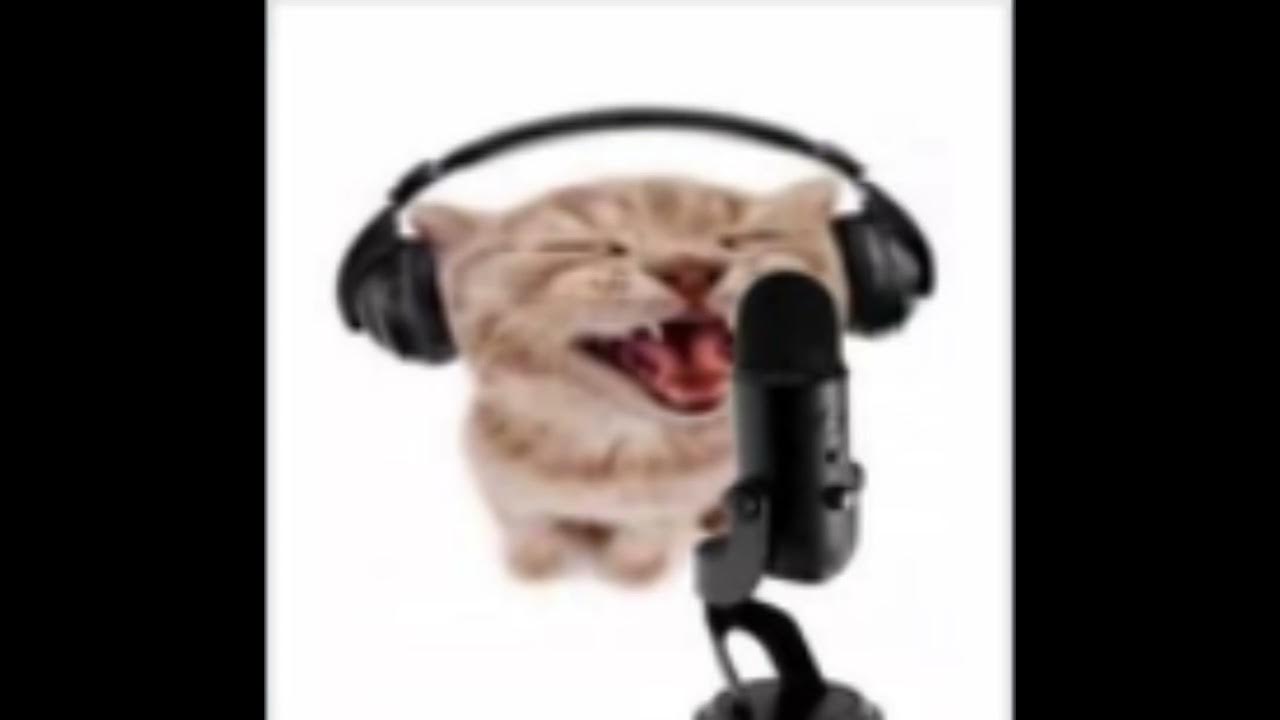 Dancing cat meme (song) - YouTube