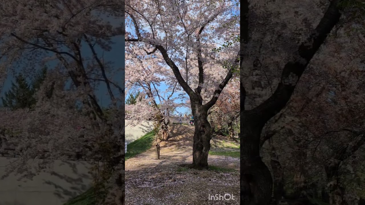 Цветение сакуры. Японский парк. 