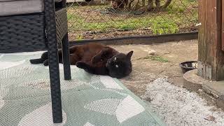 Giving catnip to a Stray Cat