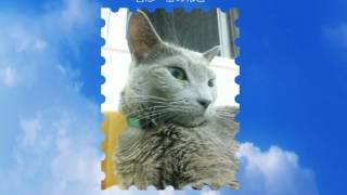 君は一番のねこ