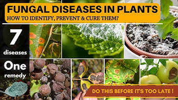 7 Fungal Diseases in Plants | One Fungicide to CURE them All