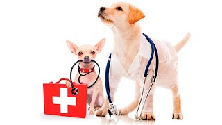 Программа для ветеринарной аптеки screenshot 3