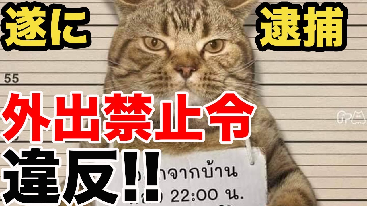 猫 かわいい タイで猫が逮捕 コロナによる外出禁止令違反でタイ警察が動いた 私の美容とか健康とか趣味のブログ 楽天ブログ