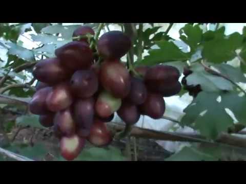 Бурдак А В  НОВИНКА 2017 Г
