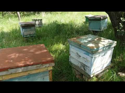 ნიჩბისი, Nichbisi(2)