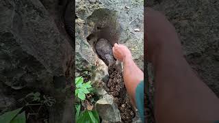 Download Lagu sah surfiy menyatakan ayam ini siratu anak #shortvideo MP3