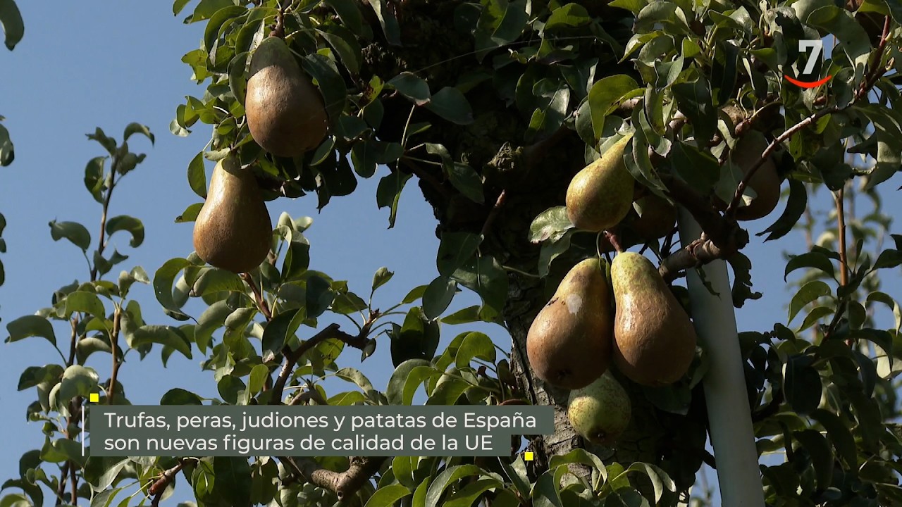 Flash El campo al día (12/06/2026): Trufas, peras, judiones y patatas, nuevas figuras calidad de UE
