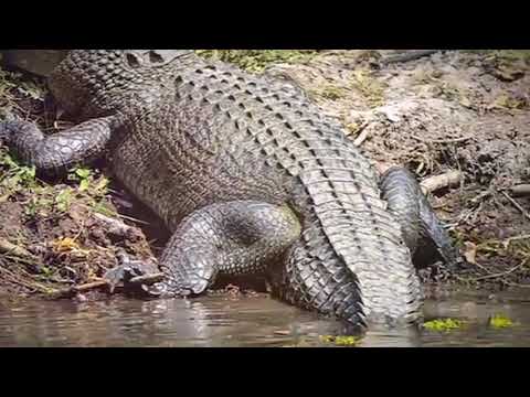 5 გიგანტური არსება რომელიც მართლაც არსებობს