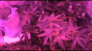 Godbody Lost Video: Growing Marijuana in a 2x4 Tent