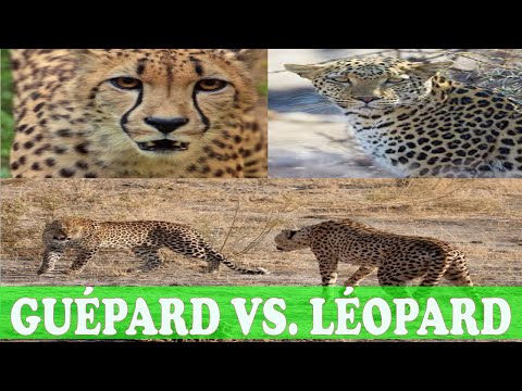 Vidéo: Différence Entre Panthère Et Guépard