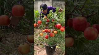 In a short time I got a lot of apple fruit and delicious sweets fruittrees