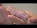 Naked Mole Rats: Social Animals