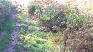 2013 Performance Pack World | United Kennel Club