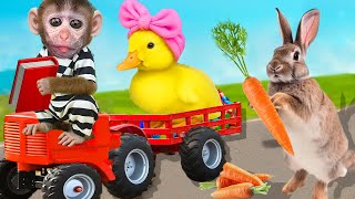 Bebé Mono Dudu Hace Palomitas Y Alimenta A Adorables Conejitos - Monkey Dudu