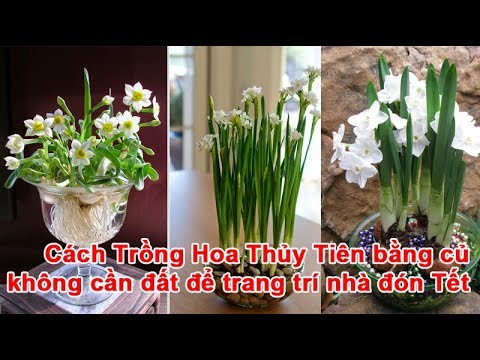 Video: Bảo Quản Củ Hoa Thủy Tiên - Cách Chữa Củ Hoa Thủy Tiên Để Trồng Lại