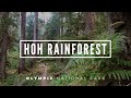 Backpacking the HOH RAINFOREST | 3 Day Adventure in OLYMPIC NATIONAL PARK | With 4K VIRTUAL Hiking