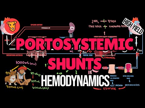 Video: Hvor oppstår portosystemiske anastomoser?