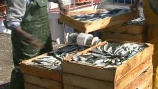 O cerco demanda máis cota de sardiña ante a proximidade do San Xoán