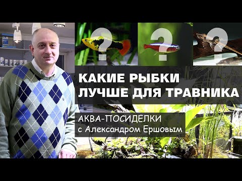 Какие рыбки лучше для аквариума травника. Аква посиделки с А. Ершовым.