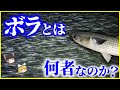 【ゆっくり解説】なぜ大量発生した…？「ボラ」とは何者なのか？を解説/あなたの地域の呼び方は？汚い川でも生き延びる、実は高級魚なボラの生態