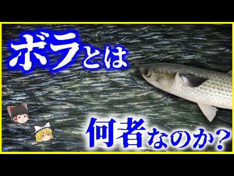 【ゆっくり解説】なぜ大量発生した…？「ボラ」とは何者なのか？を解説/あなたの地域の呼び方は？汚い川でも生き延びる、実は高級魚なボラの生態