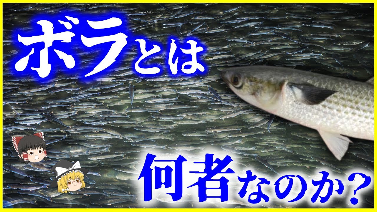 【ゆっくり解説】なぜ大量発生した…？「ボラ」とは何者なのか？を解説/あなたの地域の呼び方は？汚い川でも生き延びる、実は高級魚なボラの生態