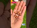 Cherry के Seeds कैसे होते हैं।🍒#gardening #shortvideos #plants #youtubeshorts #cherry