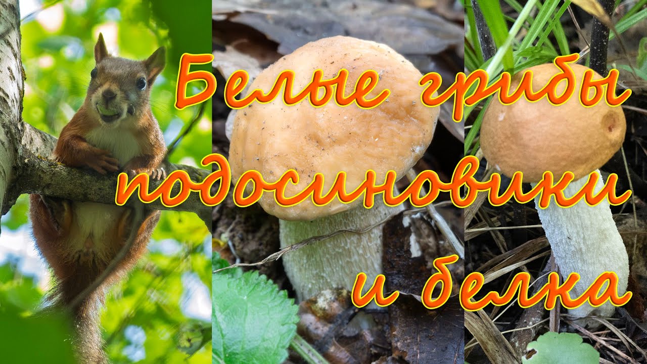 По грибы 2025! Белые грибы, подосиновики и белка!