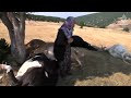 Kütahya Valiliği inekleri telef olan yaşlı çifte ulaştı