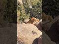 What was this orange cat searching ? #shorts