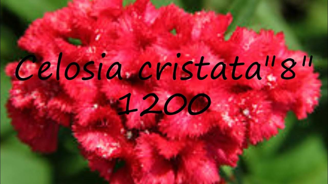 How to pronounce Celosia cristata"8" 1200 in English? YouTube