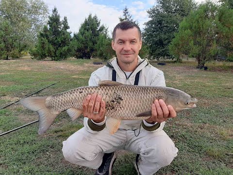 Видео: Ловимо ГАРНИХ АМУРІВ на бойли. Риболовля на коропа та білого амура на сільскому ставку.