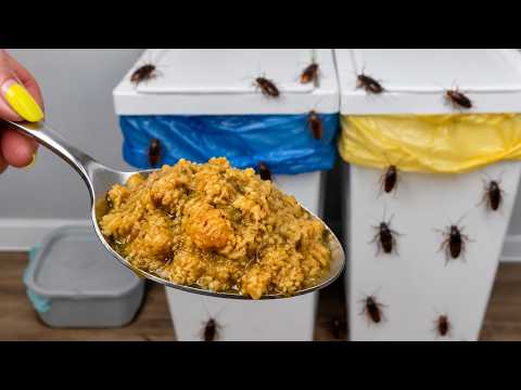 我が家のキッチンからゴキブリが消えた！誰でもできる簡単な撃退法