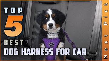 Top 5 Best Dog Harness for Cars Review in 2022 - jeep wrangler dog harness