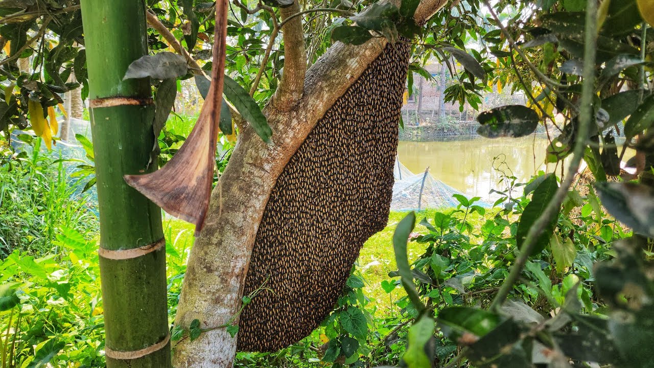 মৌচাকের কোন অংশে 