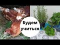 Купили куриц, клубнику, розмарин на рынке // Обновляем забор