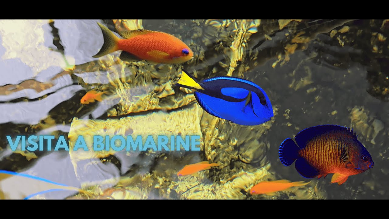 Visita a Biomarine, uma joia escondida em São Paulo.
