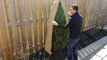 How to protect and wrap your cedar trees