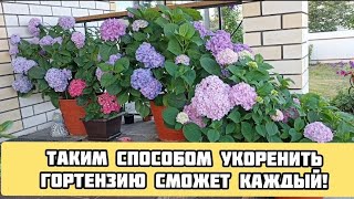 Лёгкий способ укоренения крупнолистной гортензии.