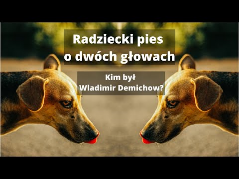 Wideo: O Czym Dyskutuje Się Na Szczycie APEC We Władywostoku